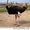 Североафриканские страусы. #68506