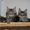 Продам котят породы Мейн кун (maine coon) из чешского питомника #62518