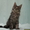 Продам котят породы Мейн кун (maine coon) из чешского питомника - Изображение #3, Объявление #62518