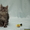 Продам котят породы Мейн кун (maine coon) из чешского питомника - Изображение #4, Объявление #62518