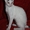 корниш рекс-котята из питомника - Изображение #6, Объявление #155511
