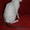 корниш рекс-котята из питомника - Изображение #7, Объявление #155511