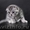питомник шотландских кошек Цифей - Изображение #2, Объявление #163543