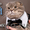 питомник шотландских кошек Цифей - Изображение #1, Объявление #163543