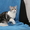 питомник шотландских кошек Цифей - Изображение #3, Объявление #163543