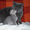 Шотландские котята из профессионального питомника - Изображение #4, Объявление #274185