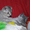 Шотландские котята из профессионального питомника - Изображение #3, Объявление #274185