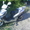 Продам мотороллер Kanuni vertigo  - Изображение #1, Объявление #319733