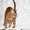 Бенгальский мини леопард, котята, вязки - Изображение #3, Объявление #322492
