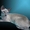 Современные сиамские котята #485621