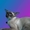 Современные сиамские котята - Изображение #2, Объявление #485621