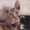 милые, умные котяточки донского сфинкса - Изображение #1, Объявление #656919
