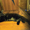 Очаровательные котята Мейн Кун - Изображение #2, Объявление #648952