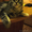Очаровательные котята Мейн Кун #648952