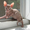 продаю котят доского сфинкса - Изображение #4, Объявление #712344