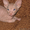 продаю котят доского сфинкса - Изображение #6, Объявление #712344