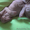 продаю котят доского сфинкса - Изображение #8, Объявление #712344