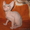 продаю котят доского сфинкса - Изображение #1, Объявление #712344