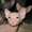 продаю котят доского сфинкса - Изображение #3, Объявление #712344
