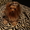 Красивые Щеночки йоркширского терьера - Изображение #5, Объявление #735958