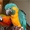 Продам попугая ара сине-желтый ,  птица разведена в питомнике #763231