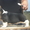 шикарные щенки бассет-хаунда - Изображение #1, Объявление #750701