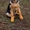 Немецкая овчарка щенок  подрощенный кобель #968276