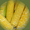 семена гибридов кукурузы  #953195