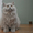 Элитные британские короткошерстные котята, от титулованных предков. - Изображение #2, Объявление #987163