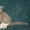 Чистокровные британские котята из питомника Wool Spirit #862517