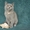 Чистокровные британские котята из питомника Wool Spirit - Изображение #2, Объявление #862517