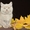 Чистокровные британские котята из питомника Wool Spirit - Изображение #4, Объявление #862517