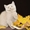 Чистокровные британские котята из питомника Wool Spirit - Изображение #8, Объявление #862517