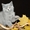 Чистокровные британские котята из питомника Wool Spirit - Изображение #5, Объявление #862517