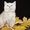 Чистокровные британские котята из питомника Wool Spirit - Изображение #6, Объявление #862517