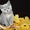 Чистокровные британские котята из питомника Wool Spirit - Изображение #7, Объявление #862517
