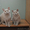 Элитные британские короткошерстные котята,  от титулованных предков. #987163