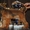Брюссельский гриффон и Пти-Брабансон породные щенки - Изображение #1, Объявление #1004654
