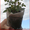 Саженцы роз от производителя с ЗКС - почтой по РФ - Изображение #1, Объявление #848871