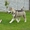 Предлагаются щенки аляскинского маламута! - Изображение #2, Объявление #1114796