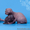 Роскошные из питомника котята породы канадский сфинкс. - Изображение #5, Объявление #1144950