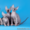 Роскошные из питомника котята породы канадский сфинкс. - Изображение #4, Объявление #1144950