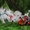 щенки Белого цвергшнауцера - Изображение #3, Объявление #1170302