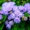 Продаю рассаду однолетних цветов - Изображение #10, Объявление #852664