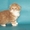 Шотландские котенок хайленд #1259793