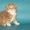 Шотландские котенок хайленд - Изображение #2, Объявление #1259793