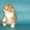 Шотландские котенок хайленд - Изображение #3, Объявление #1259793