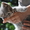 котята от кошки скоттиш-страйт отдам в хорошие руки - Изображение #2, Объявление #1477824