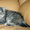 Продам котенка Курильский бобтейл - Изображение #3, Объявление #1623081