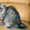 Продам котенка Курильский бобтейл - Изображение #2, Объявление #1623081